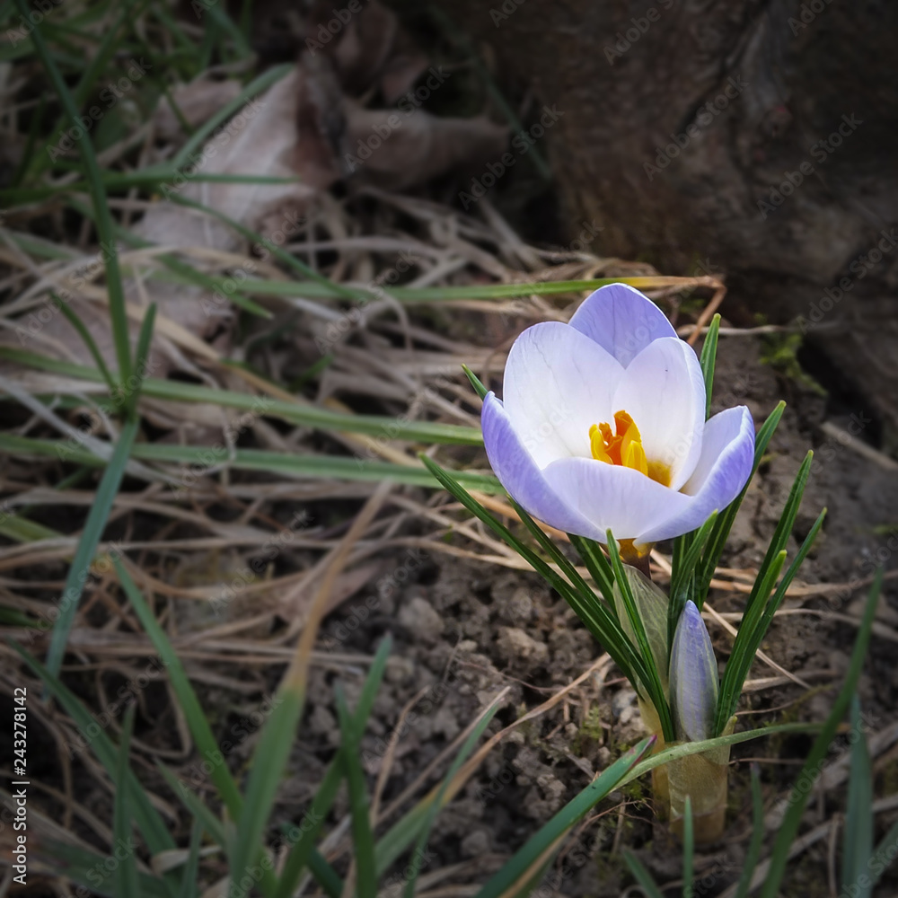 Gentle blue crocus Blue Pearl in natural habitat. Selective focus. Delicate spring format for any design. Gentle blue crocus Blue Pearl in natural habitat. Selective focus. Delicate spring format for any design.