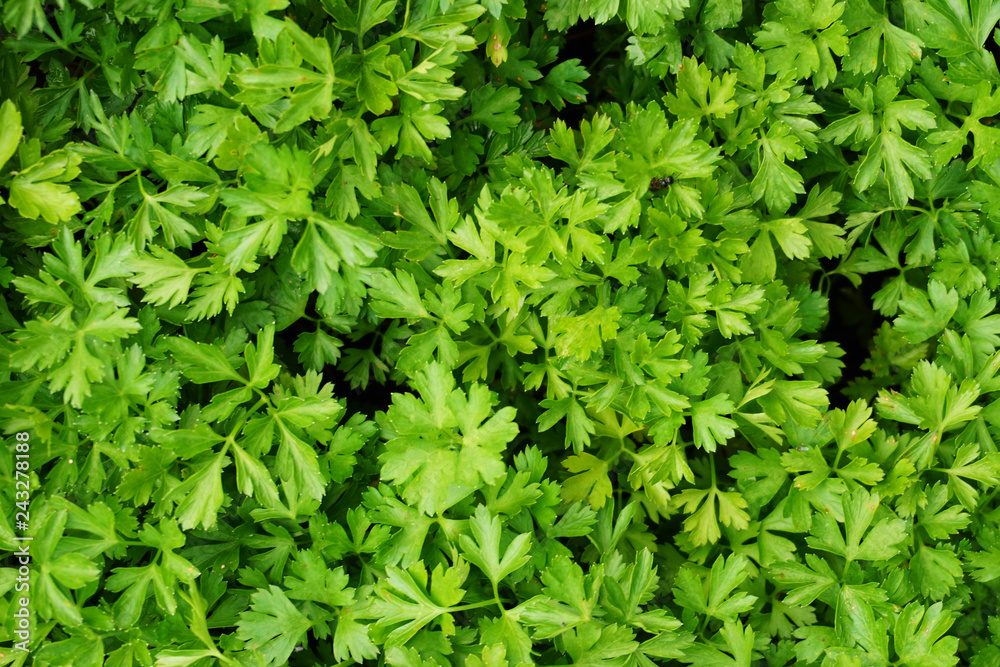 green spice texture green spice texture