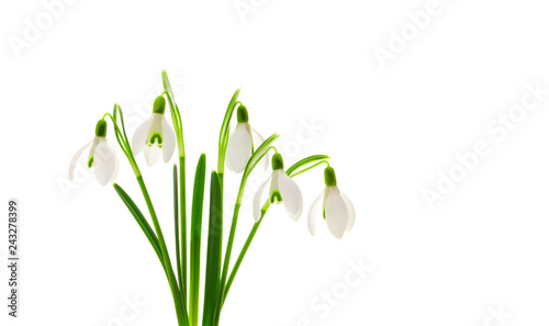 Schneeglöckchen