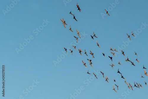 tracking video of birds flying in flocks in the sky
