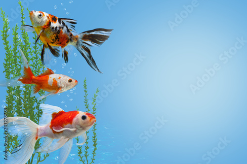 Underwater scene with three colorful gold fishes, water plants and bubbles, collage with aquarium goldfish on blue background with copy space, fish tank with decorative carassius gibelio forma auratus