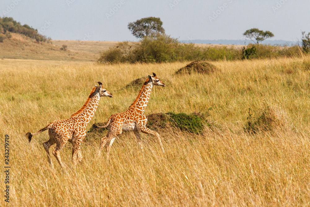Obraz premium Young baby giraffes running in the Masai Mara National Reserve in Kenya