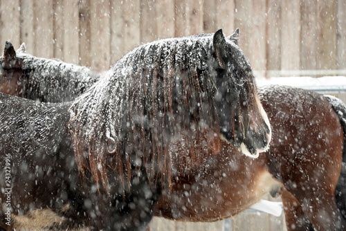 Fototapeta Naklejka Na Ścianę i Meble -  Eingeschneit. Schönes dunkelbraunes Pferd mit langer Mähne steht im Schnee, Portrait