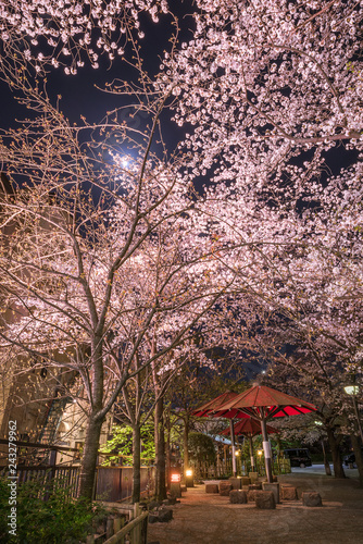 祇園四条　弁財天前の夜桜