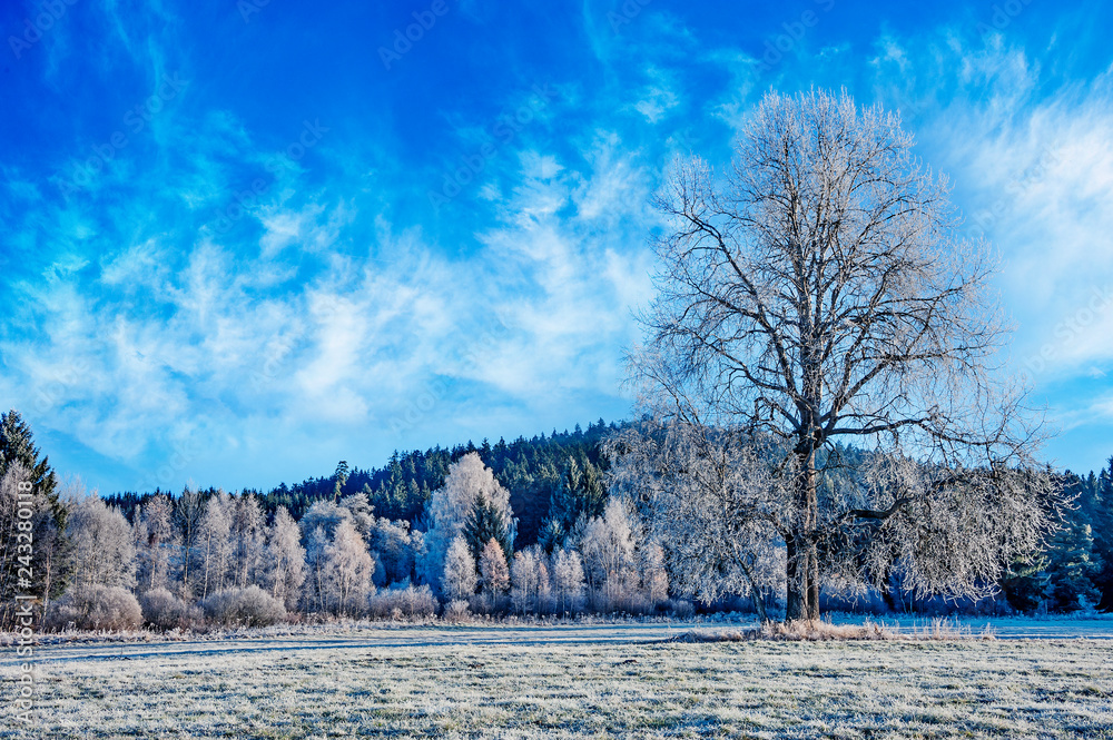 Obraz premium frozen landscape