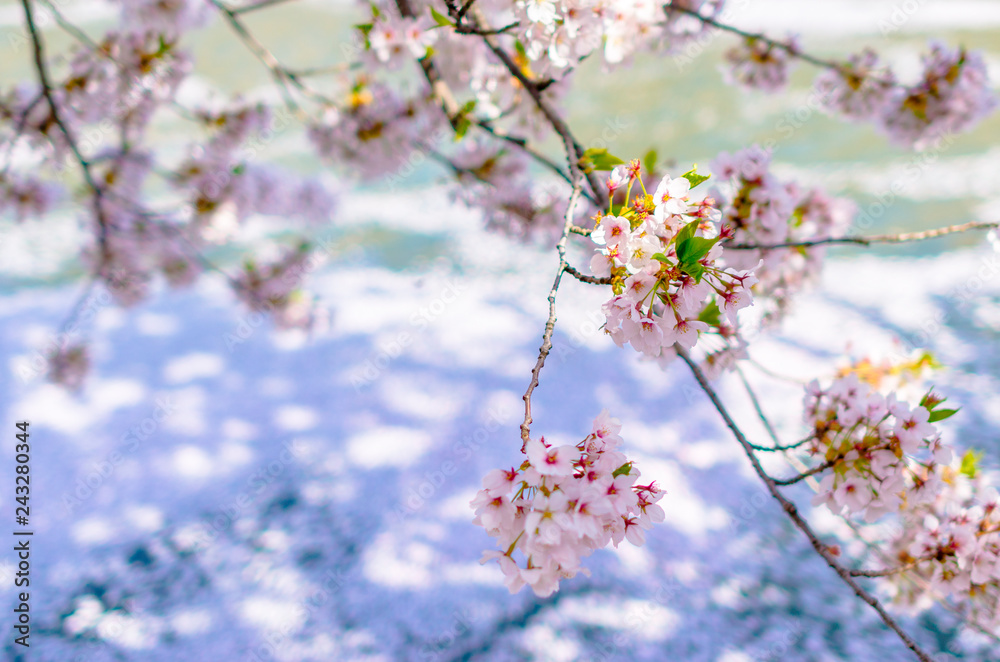 弘前公園の桜