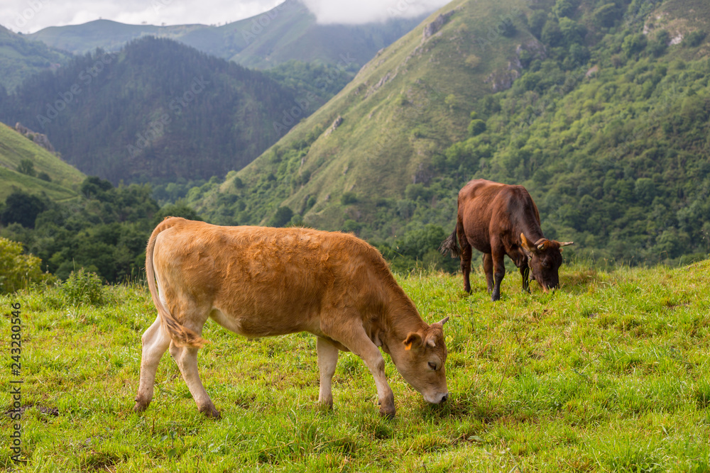 farm cows farm cows
