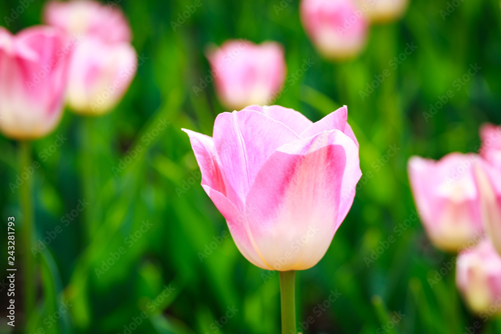 Beautiful tulips in the garden. Bright red flowers. Spring and summer background. Background for social networks. Natural spring background. Beautiful tulips in the garden. Bright red flowers. Spring and summer background. Background for social networks. Natural spring background.