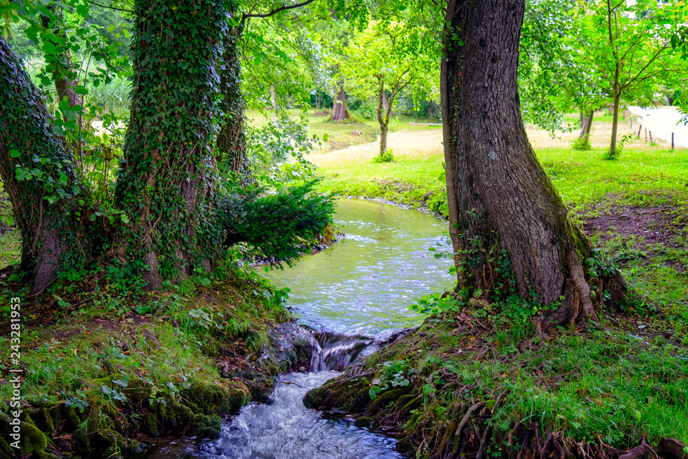 Fototapeta premium Sunny meadow with water stream and ivy covered trees.