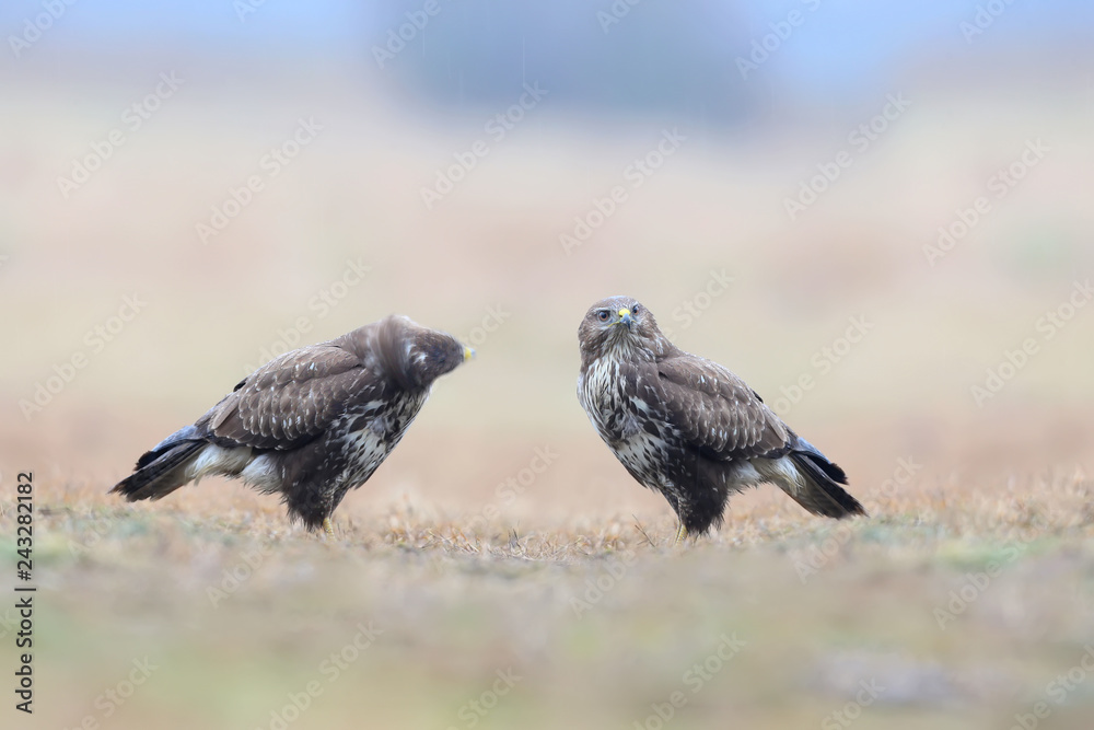 Close-up portrait of a two common buzzard sitting on the ground in the pouring rain Close-up portrait of a two common buzzard sitting on the ground in the pouring rain