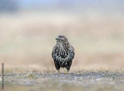 Close-up portrait of a common buzzard sitting on the ground in the pouring rain