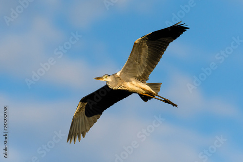 アオサギ飛翔(Grey heron) © sandpiper