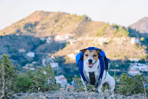 Travel with pet concept with dog with backpack sitting on top of mountain with other mountains at background photo