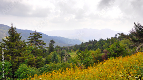 Wildflowers and spruce-fir forest landscape along Blue Ridge Parkway in the Appalachian Mountains