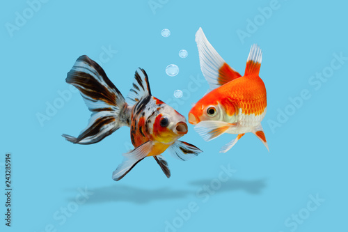 A colored scene with two gold fishes and bubbles isolated on blue background, Fish whispering gossip or secret to a friend, telling news, sharing with rumors concept © Evgeniia