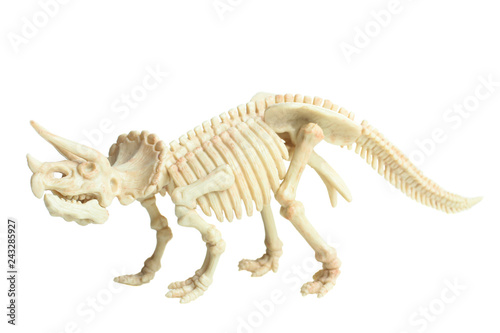 Triceratops Dinosaur Skeleton