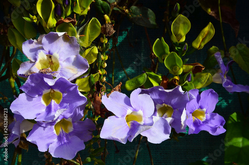 Fototapeta Naklejka Na Ścianę i Meble -  Beautiful blue Thunbergia grandiflora  flowers in tropical garden of Tenerife,Canary Islands,Spain.Bengal trumpet, Blue sky vine flower,Clockvine.Selective focus.