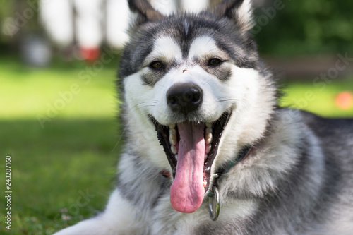 Dog breed alaskan malamute plays in a garden. Selective focus