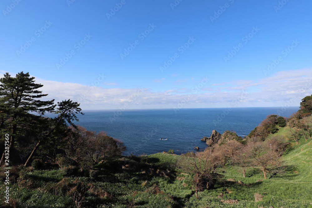 Fototapeta premium 越前海岸の越前水仙