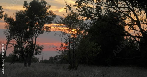 Time lapse of sunset with clouds over a field with dark trees in the foreground