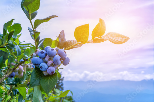Sun's rays shine through leaves and ripe blueberries on the plantation.