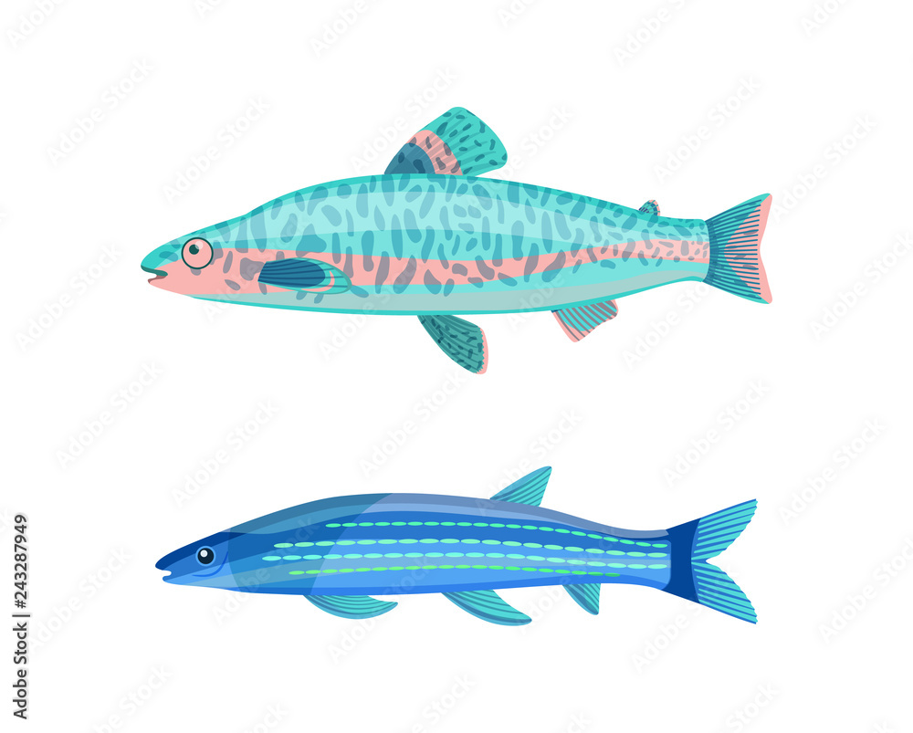 Jack Dempsey Fish and Mackerel Vector Illustration Jack Dempsey Fish and Mackerel Vector Illustration