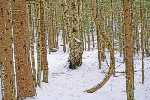 Fototapeta Naklejka Na Ścianę i Meble -  Las zaokrąglone drzewo