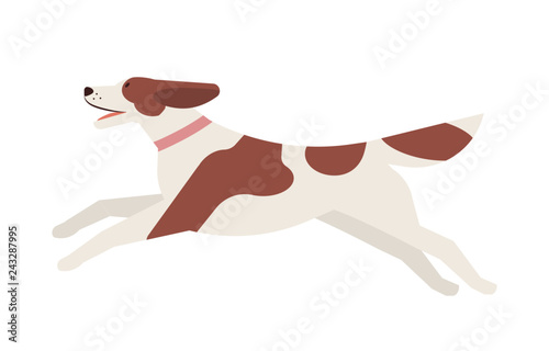 Happy running dog with patched coat