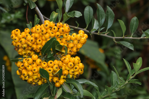 Früchte des Feuerdorns, Pyracantha photo