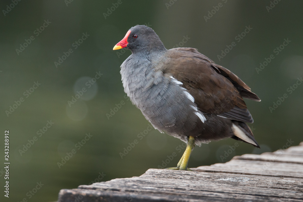 Teichhuhn bei der Gefiederpflege
