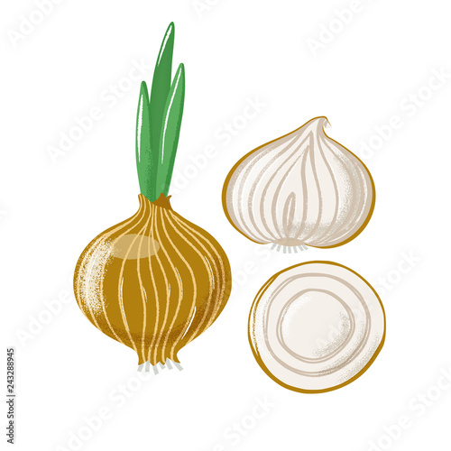 Bulb onion set - whole, half and sliced, top and side view, textured vector illustration isolated on white background. Set of whole and cut bulb, common onion with texture, grunge effect