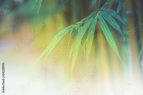bamboo leaves or bamboo forest  abstract background