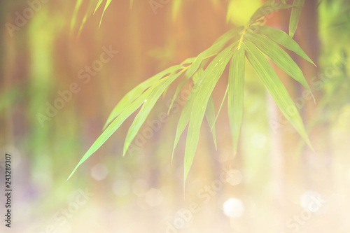 bamboo leaves or bamboo forest  abstract background