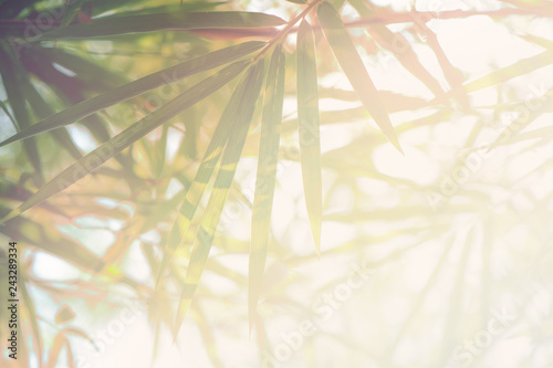 Bamboos Forest or bamboo foliage can use as bamboo pattern,pastel adjustment