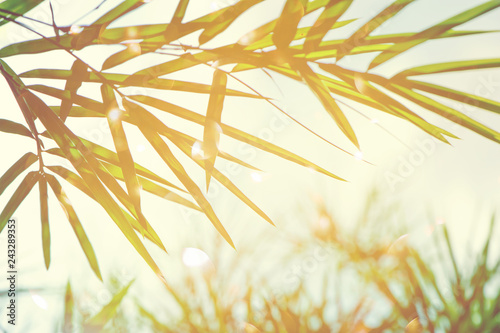 Bamboos Forest or bamboo foliage and sunlight and space for text