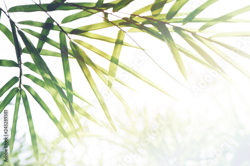 Obraz na płótnie Bambusowe liście i światło słoneczne