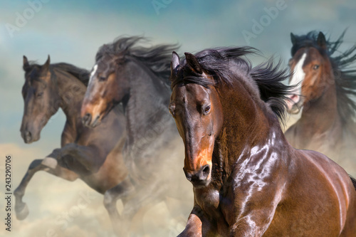 Fotografia Horse herd run gallop in desert dust against dramatic sky