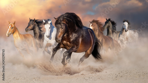 Fototapeta Naklejka Na Ścianę i Meble -  Horse herd run gallop in desert dust against dramatic sky