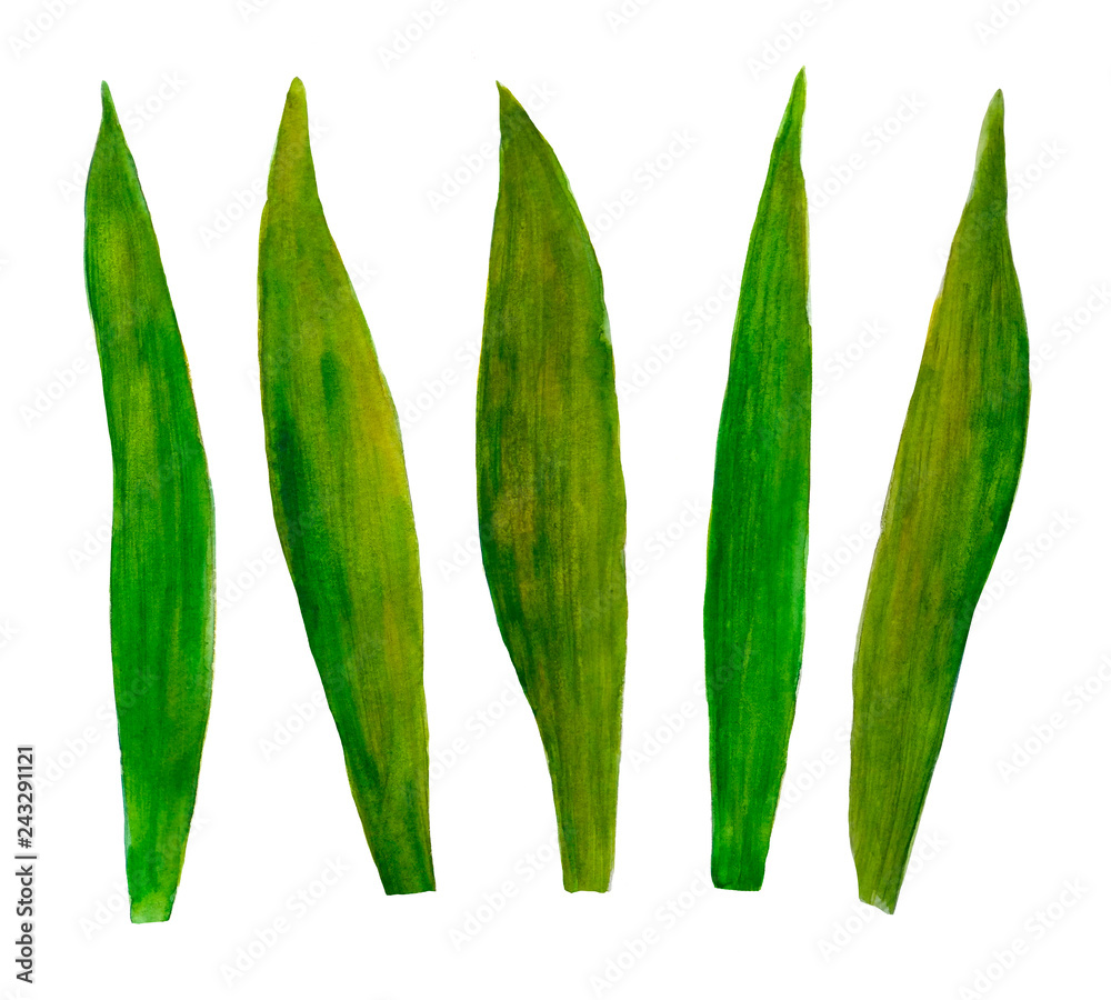 A set of leaves watercolor botanical illustration leaves spring summer set for design A set of leaves watercolor botanical illustration leaves spring summer set for design