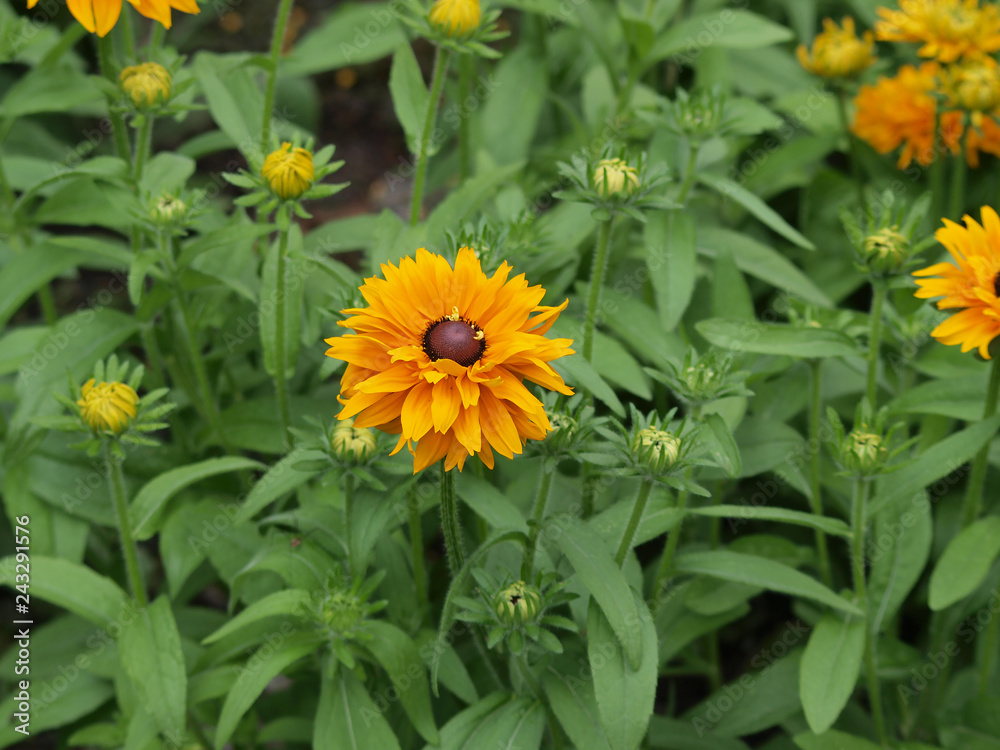 Rudbeckia hirta 'Bronze Strain' - Rudbeckie hérissée aux fleurs semi-doubles de couleur orangé au coeur brun pourpré Rudbeckia hirta 'Bronze Strain' - Rudbeckie hérissée aux fleurs semi-doubles de couleur orangé au coeur brun pourpré