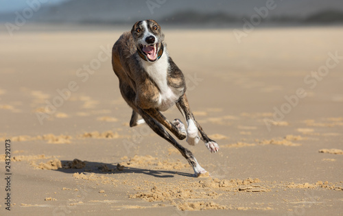 Spanish Greyhound racing on beach, closeup.