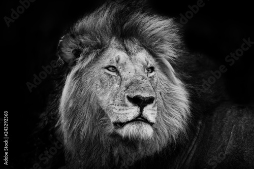 Fototapeta Naklejka Na Ścianę i Meble -  Portrait of one of the Black Rock Lions in Masai Mara, Kenya