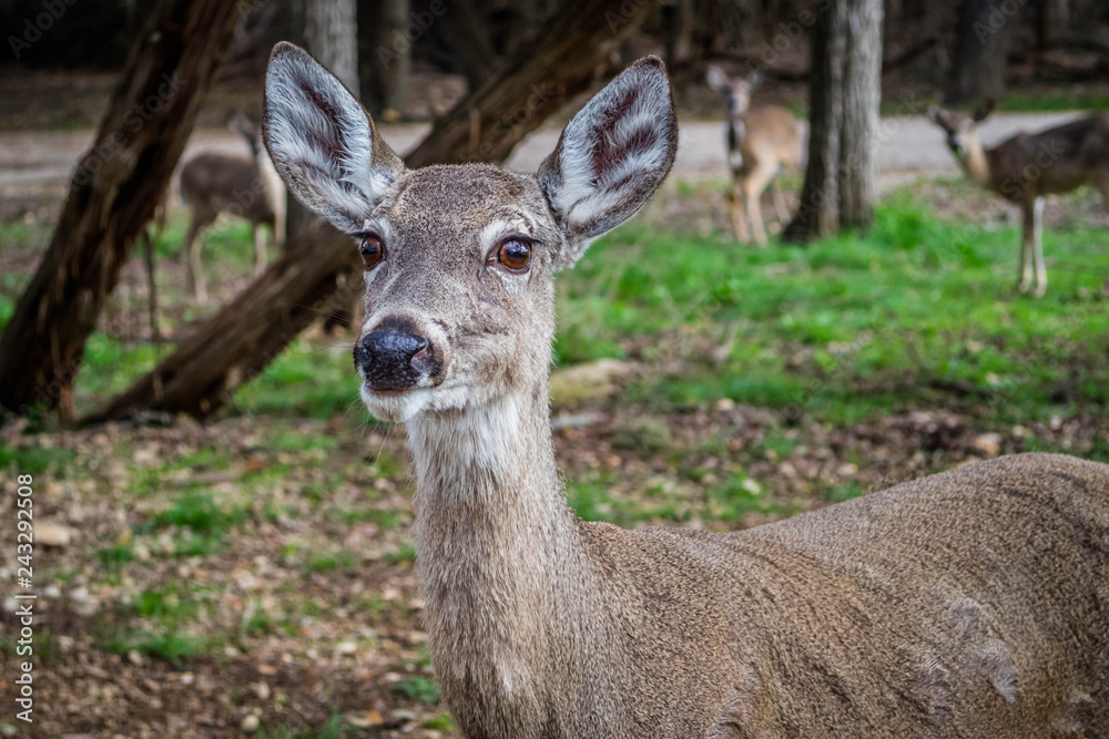 A White-Tailed Deer in Lake Hills, Texas