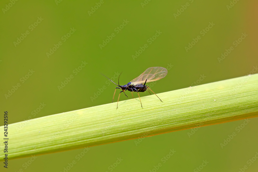 Naklejka premium Black aphids on plants