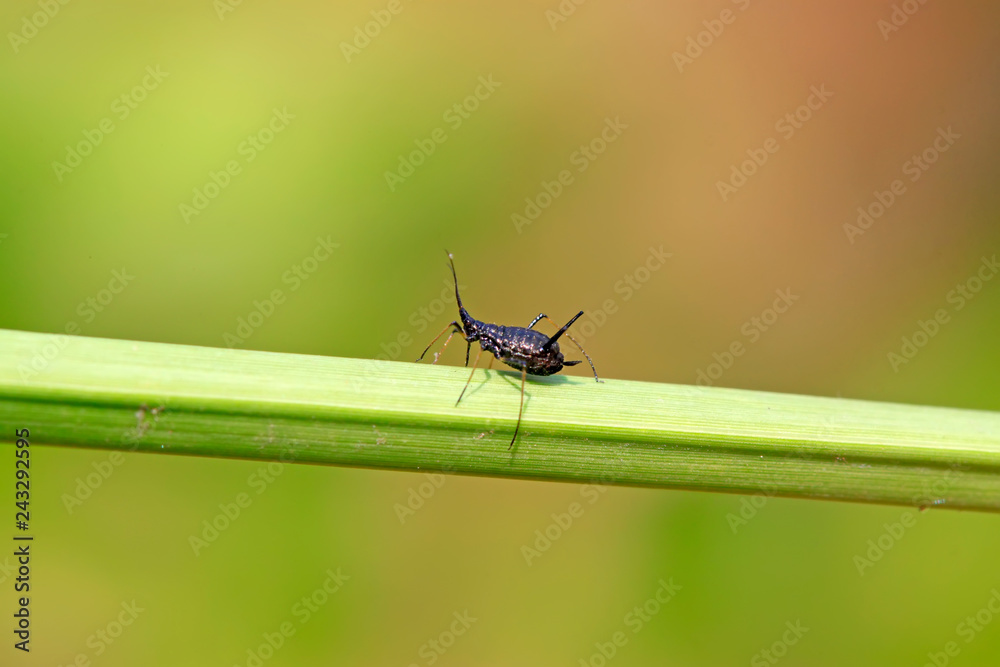 Black aphids on plants