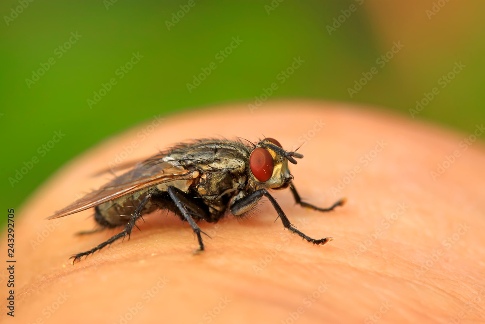 tachinid fly tachinid fly