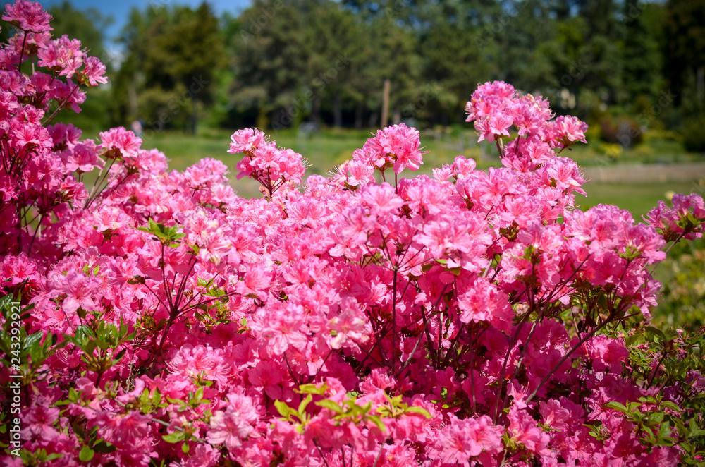 Blooming meadow with pink flowers of rhododendron bushes Blooming meadow with pink flowers of rhododendron bushes