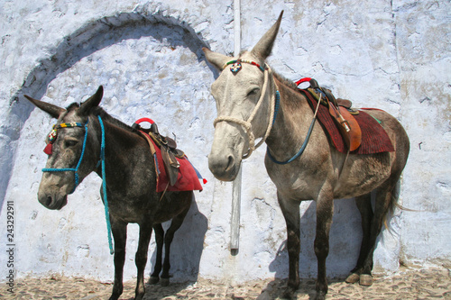 Two donkeys wait for riders to take up the mountain, Oia, Santorini, Greece.