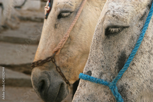 Close up of two donkeys wait for riders to take up the mountain, Oia, Santorini, Greece.