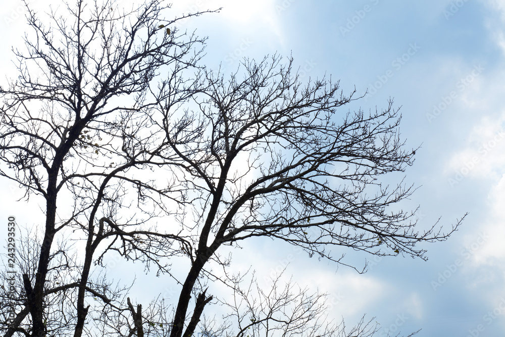 Obraz premium silhouette of a tree